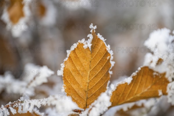 Ice crystals from roarfrost on a common beech (Fagus sylvatica) leaf at sunshine in winter, Bavaria, Germany