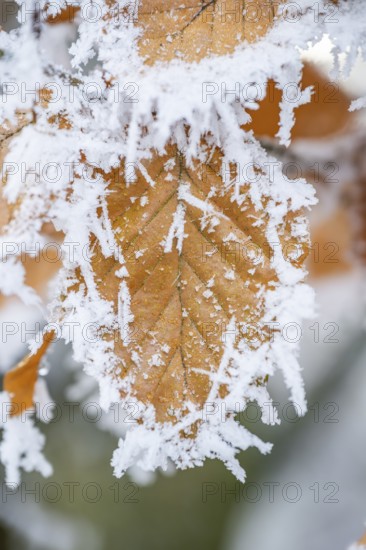 Ice crystals from roarfrost on a common beech (Fagus sylvatica) leaf at sunshine in winter, Bavaria, Germany