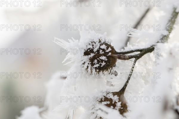 Ice crystals from roarfrost on a common beech (Fagus sylvatica) seed at sunshine in winter, Bavaria, Germany