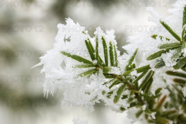 Ice crystals from roarfrost on common yew (Taxus baccata) needles at sunshine in winter, Bavaria, Germany