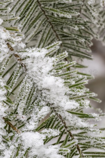 Ice crystals from roarfrost on European silver fir (Abies alba) needles at sunshine in winter, Bavaria, Germany