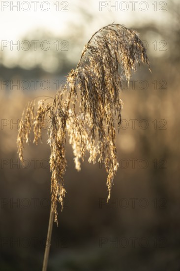 Common reed (Phragmites australis) seeds against the sunlight in winter, Bavaria, Germany