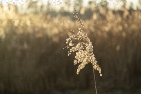 Common reed (Phragmites australis) seeds against the sunlight in winter, Bavaria, Germany