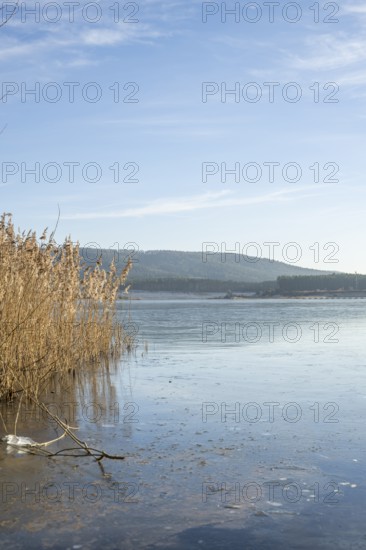 Common reed (Phragmites australis) growing in a lake on a sunny day in winter, Bavaria, Germany