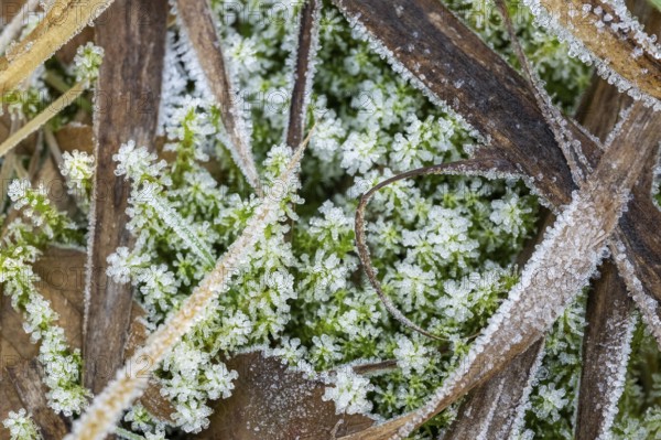 Ice crystals from roarfrost on moss leafes and grass on the ground in winter, Bavaria, Germany
