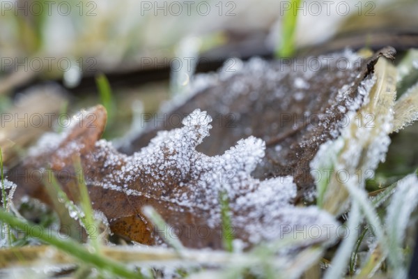 Ice crystals from roarfrost on a pedunculate oak (Quercus robur) leaf lying on the ground in winter, Bavaria, Germany
