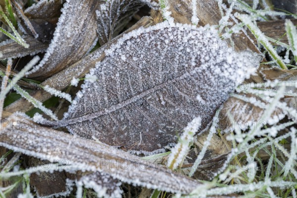 Ice crystals from roarfrost on a goat willow (Salix caprea) leaf lying on the ground in winter, Bavaria, Germany