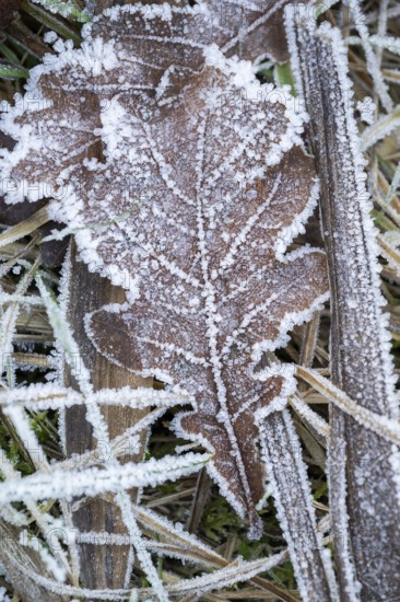 Ice crystals from roarfrost on a pedunculate oak (Quercus robur) leaf lying on the ground in winter, Bavaria, Germany