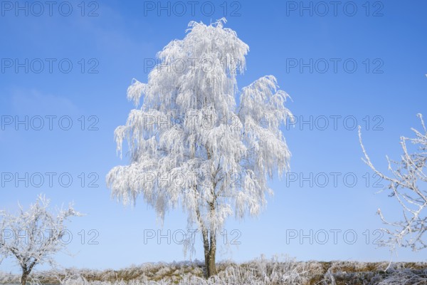 Silver birch (Betula pendula) standing on a meadow with hoarfrost on the branches in front of blue sky at sunshine in winter, Bavaria, Germany