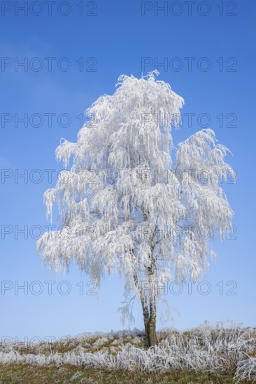 Silver birch (Betula pendula) standing on a meadow with hoarfrost on the branches in front of blue sky at sunshine in winter, Bavaria, Germany