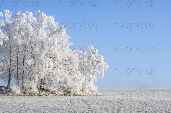 Trees with hoarfrost on the branches standing on a meadow on a sunny day with blue sky in the background in winter, Bavaria, Germany