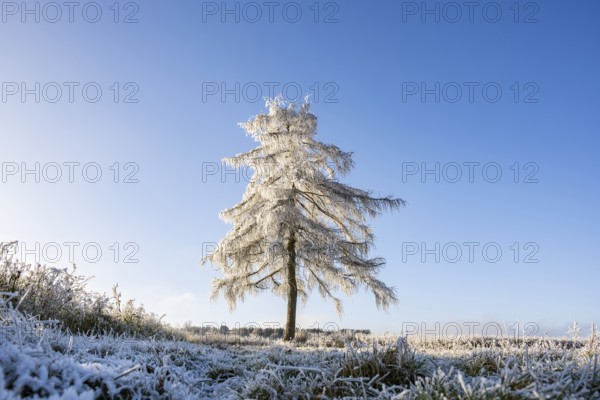European larch (Larix decidua) with hoarfrost on the branches standing on a meadow on a sunny day with blue sky in the background in winter, Bavaria, Germany