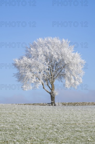 Silver lime tree (Tilia tomentosa) with hoarfrost on the branches standing on a meadow on a sunny day with blue sky in the background in winter, Bavaria, Germany