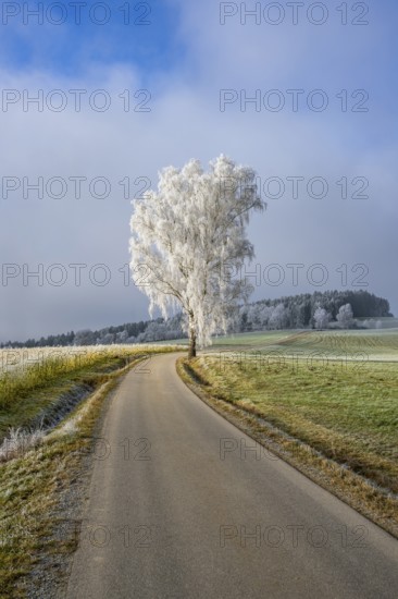 Silver birch (Betula pendula) standing beside a road with hoarfrost on the branches at sunshine in winter, Bavaria, Germany