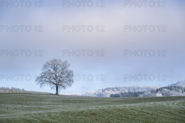 English oak (Quercus robur) tree with hoarfrost on the branches on a meadow in winter, Bavaria, Germany