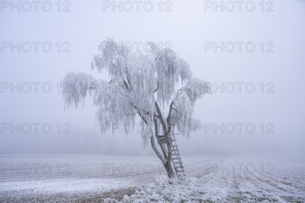 Silver birch (Betula pendula) with a raised hide in a meadow with hoarfrost on the branches in winter, Bavaria, Germany