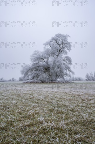 Eastern crack-willow (Salix euxina) standing on a meadow with hoarfrost on the branches in winter, Bavaria, Germany