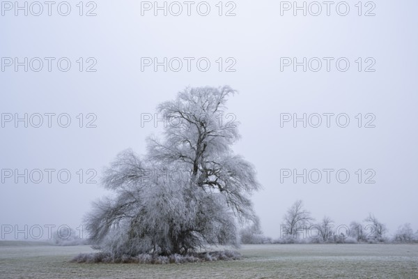 Eastern crack-willow (Salix euxina) standing on a meadow with hoarfrost on the branches in winter, Bavaria, Germany