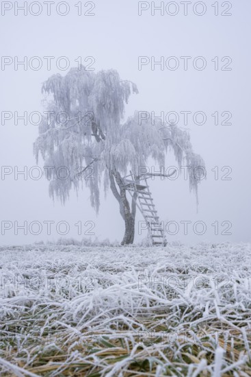 Silver birch (Betula pendula) with a raised hide in a meadow with hoarfrost on the branches in winter, Bavaria, Germany