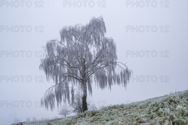 Silver birch (Betula pendula) standing on a meadow with hoarfrost on the branches in winter, Bavaria, Germany
