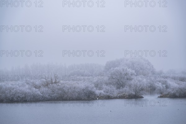 Great egret (Ardea alba) hunting in front of bushes growing beside danubia river with hoarfrost on the branches in winter, Bavaria, Germany