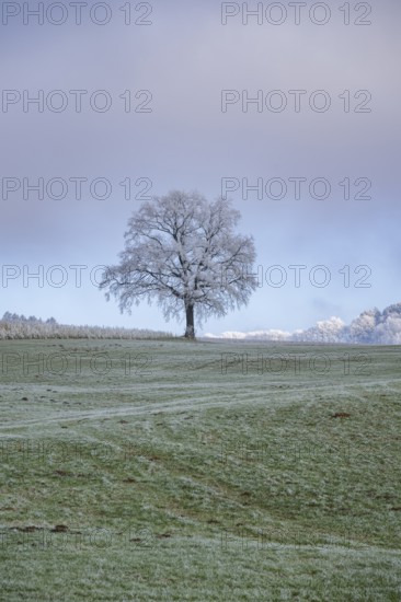 English oak (Quercus robur) tree with hoarfrost on the branches on a meadow in winter, Bavaria, Germany