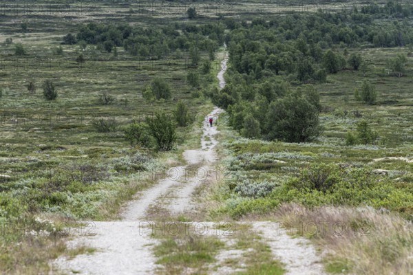 Pilger mit Rucksack auf dem historischen Kongsvegen oder Königsweg, der über das Fjell führt, bewölkter Himmel, Pilgerweg Olavsweg, Olavsleden oder Pilgrimsleden, Dovrefjell, Norwegen