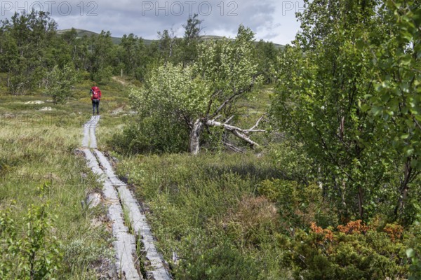 Pilger mit rotem Rucksack auf einem durch Holzplanken befestigen Weg, der über das Fjell führt, bewölkter Himmel, Pilgerweg Olavsweg, Olavsleden oder Pilgrimsleden, Dovrefjell, Norwegen