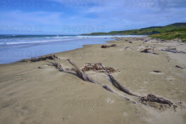 Ruhiger Strand mit Treibholz unter blauem Himmel und beruhigendem Meer, Kaka Point, Clutha District, Otago, Südinsel, Neuseeland