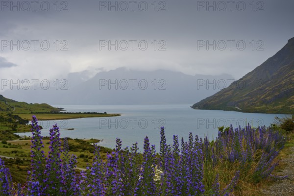 Malerische Aussicht mit einem See, lila Blumen und Bergen im Hintergrund, Lake Wanaka, The Neck, Otago, Südinsel, Neuseeland