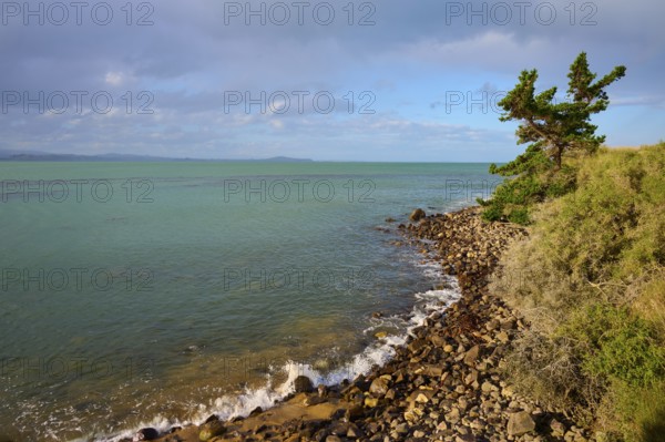 Felsen säumen die Küste, an der sich das Meer mit Bäumen mischt, Moeraki, Hampden, North Otago, Südinsel, Neuseeland