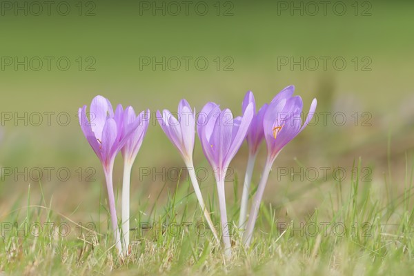 Autumn crocus (Colchicum autumnale), autumn crocus (Colchica) flowering in meadow, wet meadow, autumn messenger, season, autumn, bulbous plant, poisonous, poison, in a natural environment in the wild, Siegerland, North Rhine-Westphalia, Germany