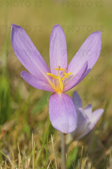 Autumn crocus (Colchicum autumnale), autumn crocus (Colchica) flower, wet meadow, autumn messenger, season, autumn, bulbous plant, poisonous, poison, in a natural environment in the wild, Siegerland, North Rhine-Westphalia, Germany
