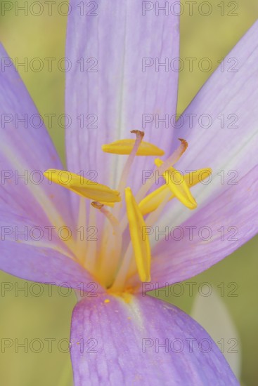 Autumn crocus (Colchicum autumnale), flower with yellow stamens, detail of stamens, wet meadow, autumn messenger, season, autumn, bulbous plant, poisonous, venomous, in a natural environment in the wild, Siegerland, North Rhine-Westphalia, Germany