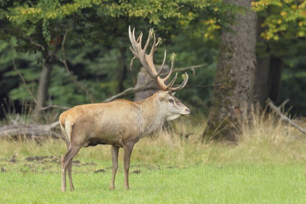 Red deer (Cervus elaphus) capital stag in a forest clearing during the rutting season, wildlife, mammal, Forsthaus Hohenroth am Rothaarsteig, Siegen-Wittgenstein, North Rhine-Westphalia, Germany