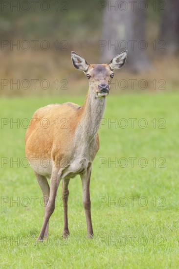 Red deer cow (Cervus elaphus) standing in a forest clearing, wildlife, Forsthaus Hohenroth on the Rothaarsteig, Siegen-Wittgenstein, North Rhine-Westphalia, Germany