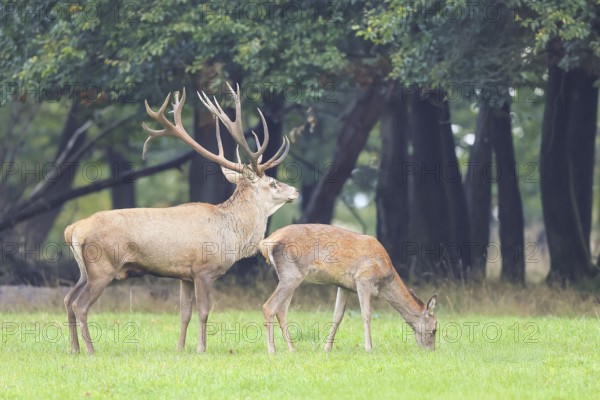 Red deer (Cervus elaphus), stag and hind in the rutting season, wildlife, mammal, Forsthaus Hohenroth on the Rothaarsteig, North Rhine-Westphalia, Germany