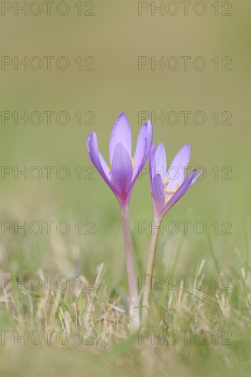 Autumn crocus (Colchicum autumnale), autumn crocus (Colchica) flowering in meadow, wet meadow, autumn messenger, season, autumn, bulbous plant, poisonous, poison, in a natural environment in the wild, Siegerland, North Rhine-Westphalia, Germany