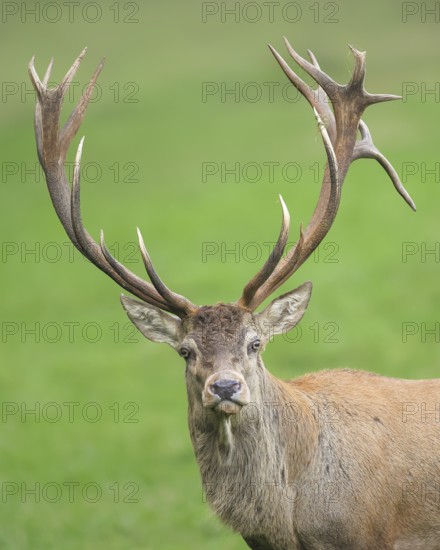 Red deer (Cervus elaphus), head portrait, wildlife, mammal, Forsthaus Hohenroth on the Rothaarsteig, North Rhine-Westphalia, Germany