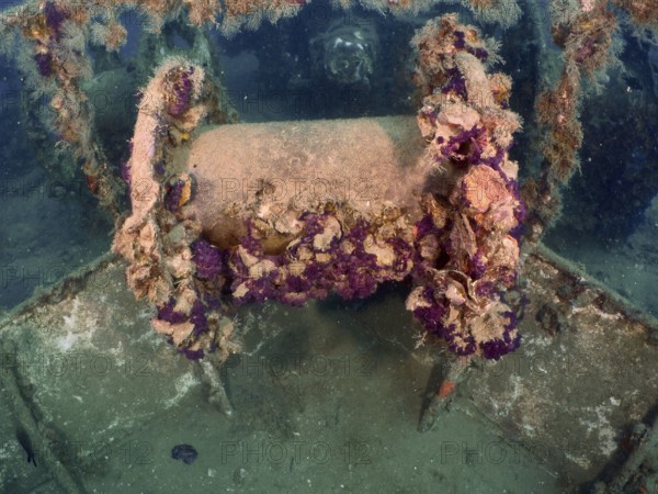 Winch on a wreck, overgrown with algae and sea life. Dive site wreck of the Vis, Pula, Croatia, Mediterranean Sea