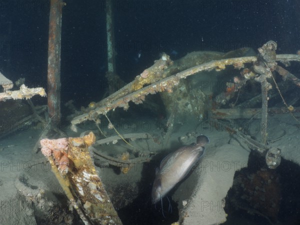 Photograph from inside a rusty wreck under water. A Phycis phycis (Phycis phycis) escapes into the darkness. Dive site wreck of the Vis, Pula, Croatia, Mediterranean Sea