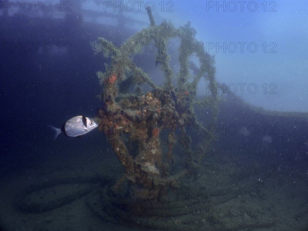 Algae-covered steering wheel of a wreck in the ocean, with passing fish. Dive site wreck of the Vis, Pula, Croatia, Mediterranean Sea
