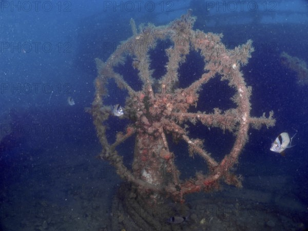 Old, algae-covered steering wheel of a wreck under water with fish. Dive site wreck of the Vis, Pula, Croatia, Mediterranean Sea