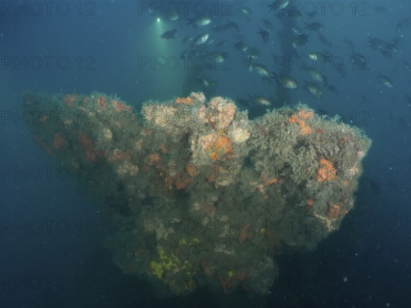 The railing of a shipwreck overgrown with algae and sponges, surrounded by a school of fish in the blue ocean. Dive site wreck of the Giuseppe Dezza, Pula, Croatia, Mediterranean Sea