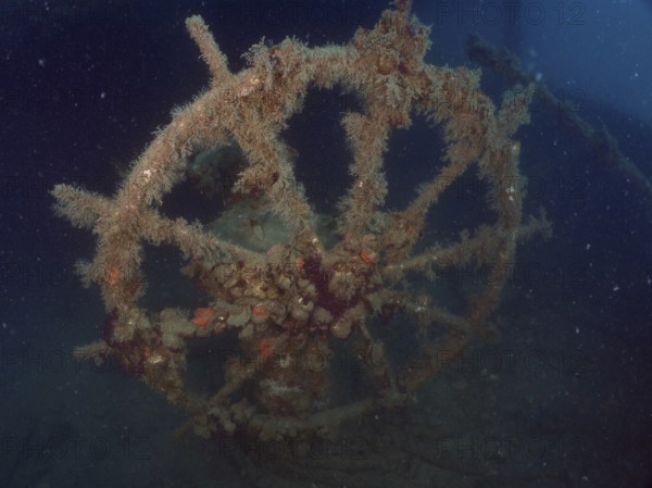 The steering wheel of an old wreck covered in darkness and overgrown with algae. Dive site wreck of the Vis, Pula, Croatia, Mediterranean Sea