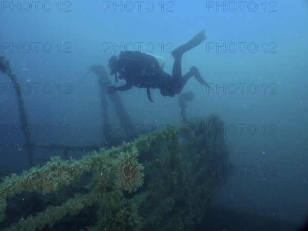 Diver floats above an overgrown wreck, exploring the depths of the sea. Dive site wreck of the Vis, Pula, Croatia, Mediterranean Sea