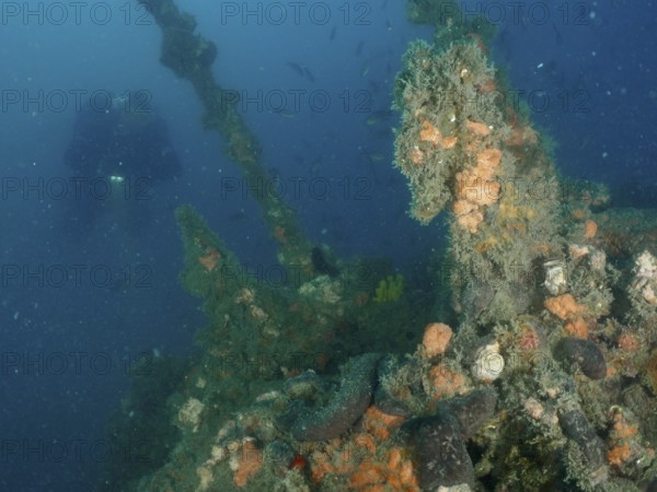Diver explores sponges and algae on an old shipwreck under water. Dive site wreck of the Giuseppe Dezza, Pula, Croatia, Mediterranean Sea