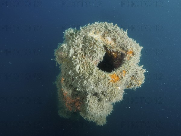 Mouth of a cannon overgrown with algae in blue sea water. Dive site wreck of the Giuseppe Dezza, Pula, Croatia, Mediterranean Sea