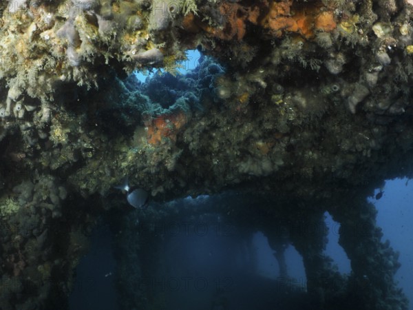 Underwater image of an overgrown wreck with a view of the interior. Dive site wreck of the Baron Gautsch, Pula, Croatia, Mediterranean Sea