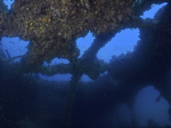 View through the overgrown structures of a shipwreck under water. Dive site wreck of the Baron Gautsch, Pula, Croatia, Mediterranean Sea